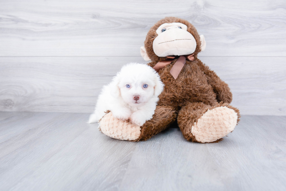 Sweet Havanese Purebred Puppy