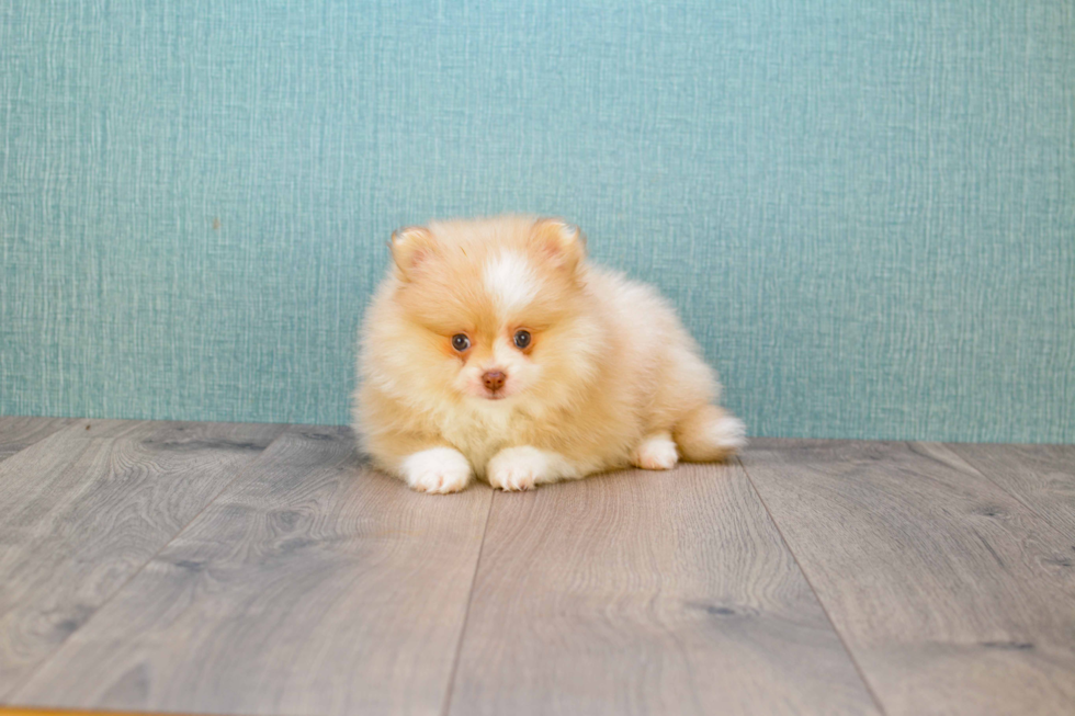 Playful Pomeranian Purebred Pup