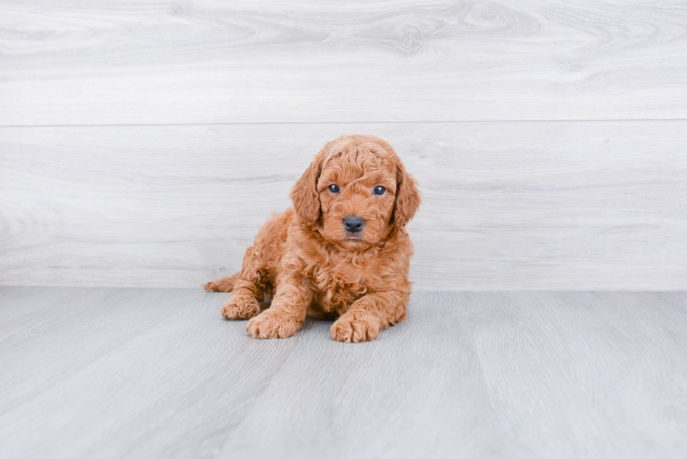 Sweet Mini Goldendoodle Baby