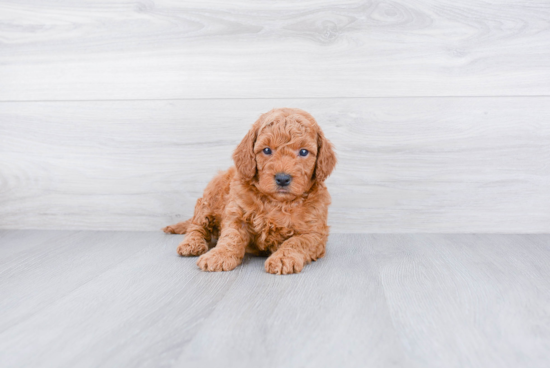 Sweet Mini Goldendoodle Baby