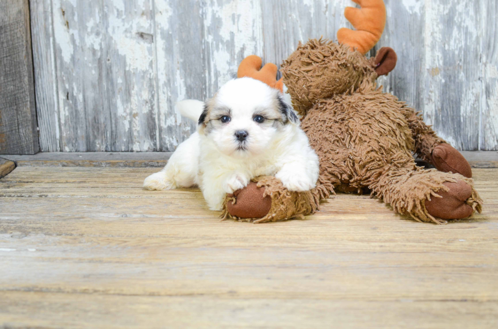 Happy Havanese Purebred Puppy