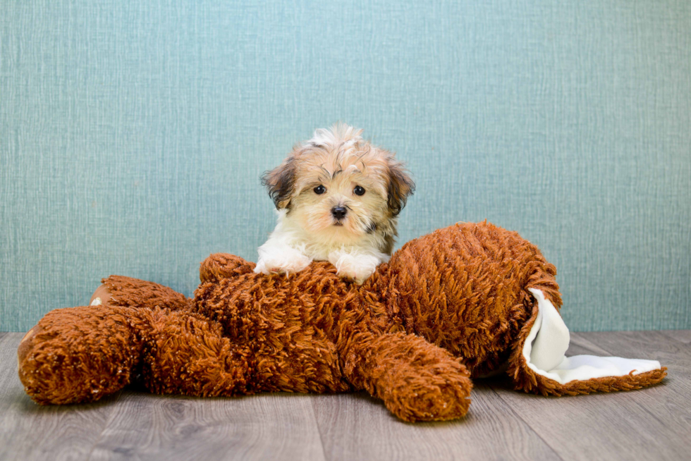 Best Morkie Baby