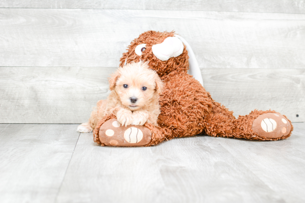 Energetic Maltese Poodle Poodle Mix Puppy