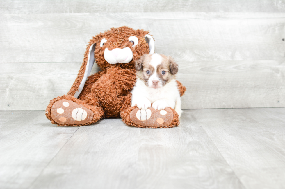 Hypoallergenic Havanese Baby