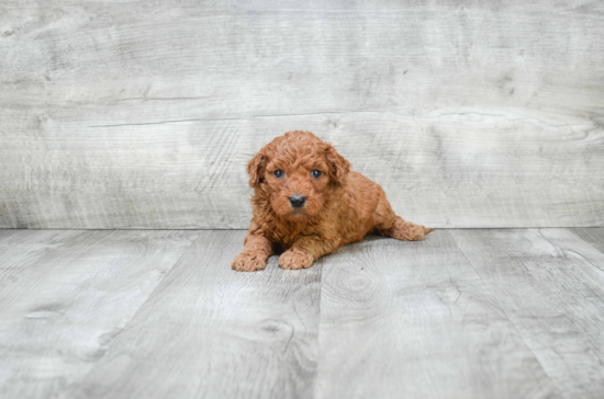 Fluffy Mini Goldendoodle Poodle Mix Pup