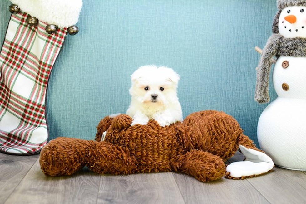 Adorable Maltese Purebred Puppy