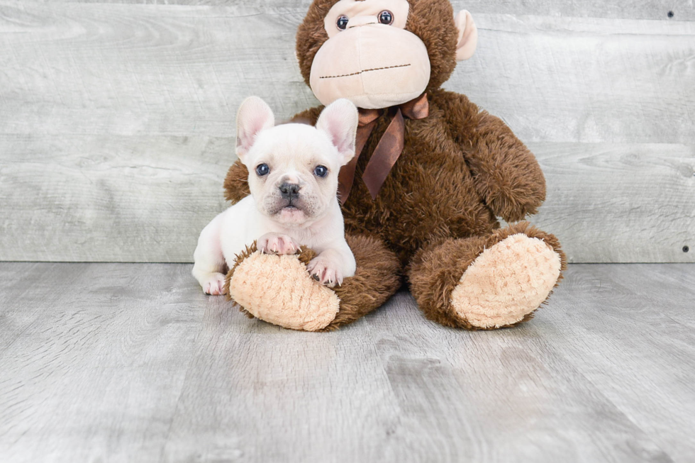 Sweet Frenchie Purebred Puppy