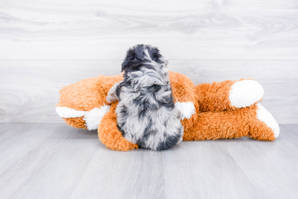 Friendly Mini Aussiedoodle Baby