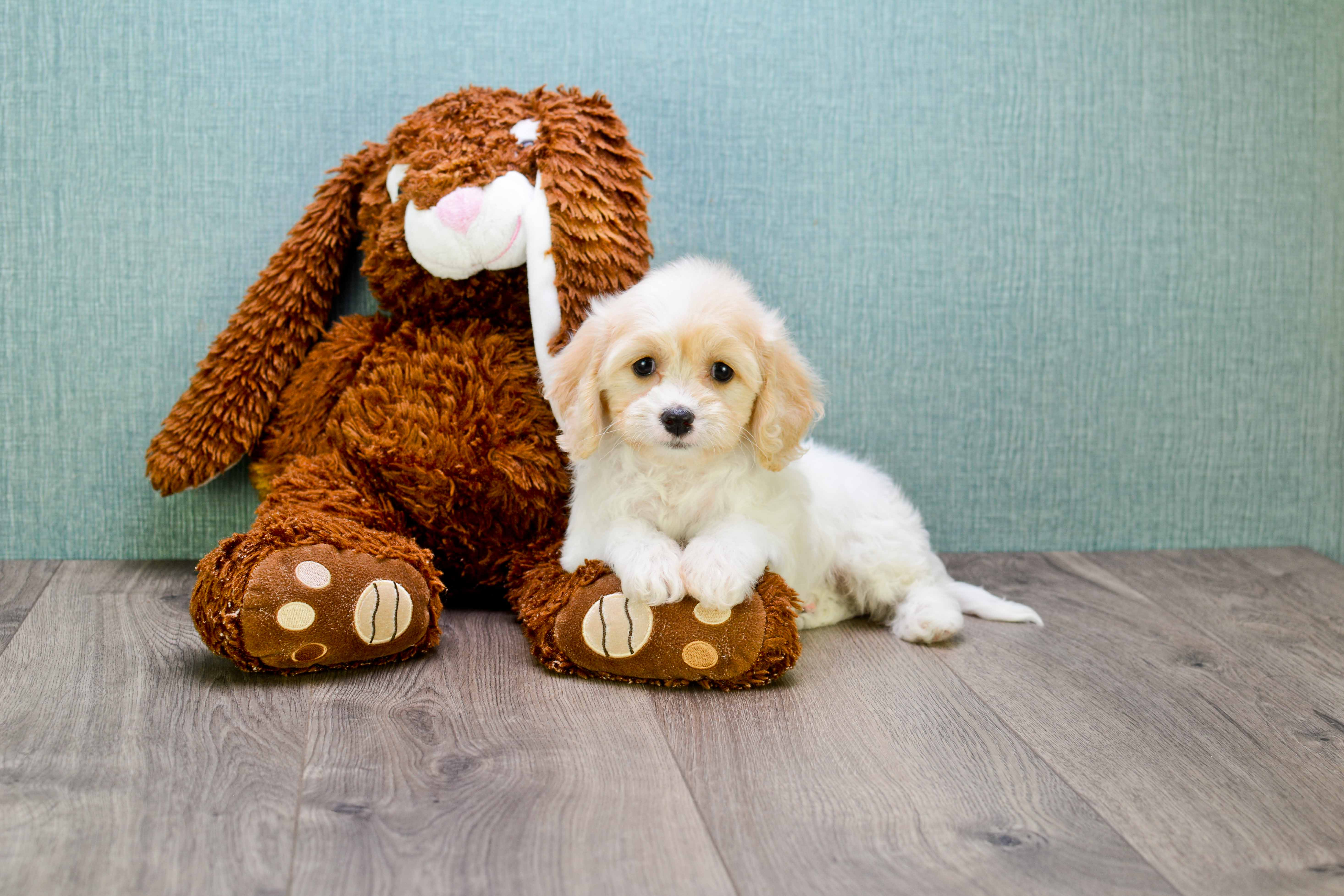 Sweet Cavachon Baby