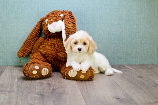 Sweet Cavachon Baby