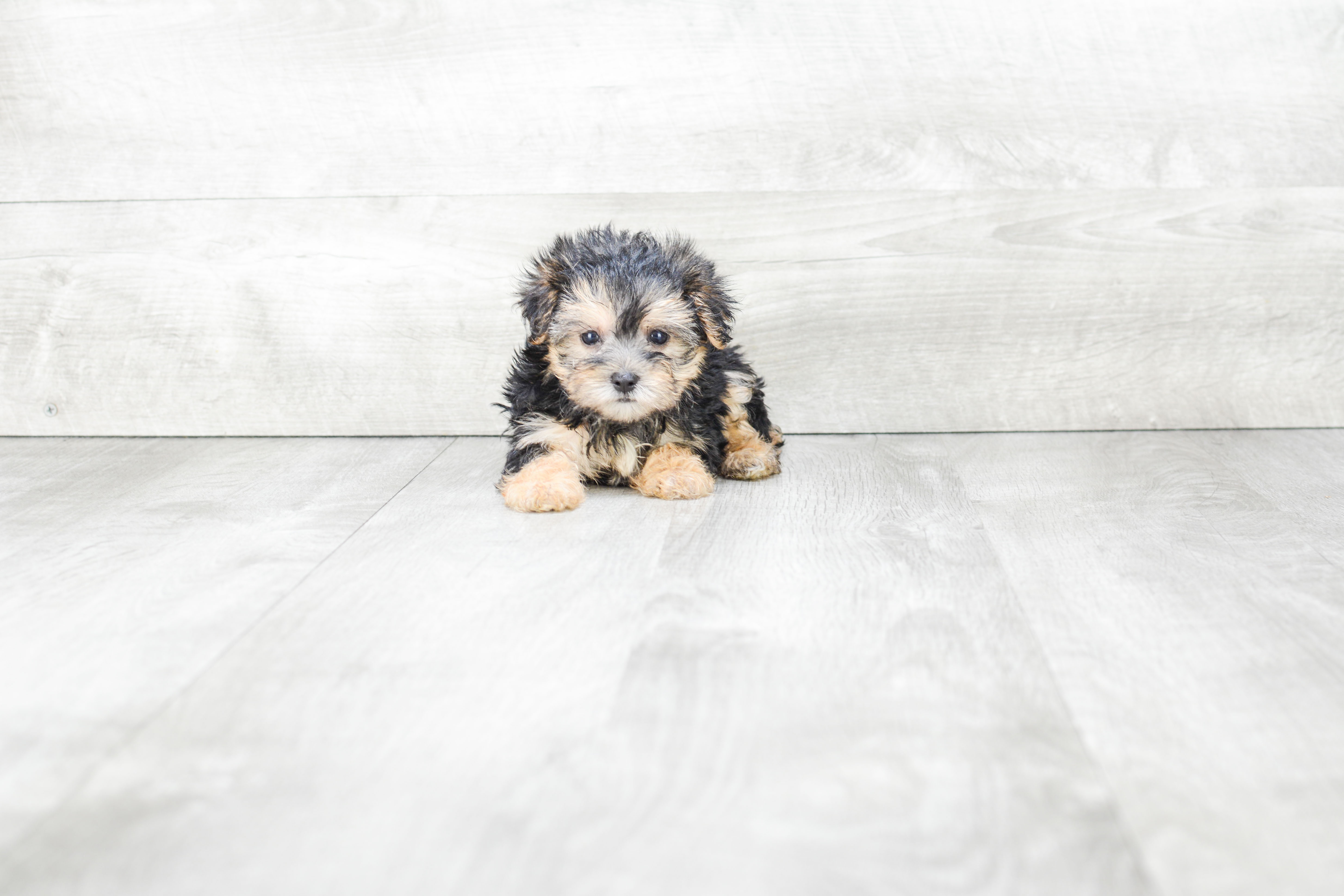 Morkie Puppy for Adoption