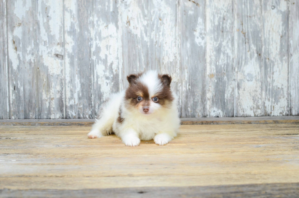 Akc Registered Pomeranian Baby