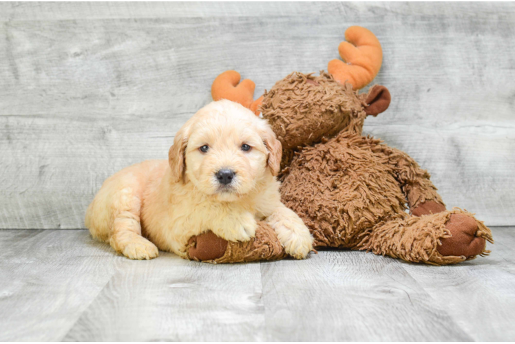 Best Mini Goldendoodle Baby