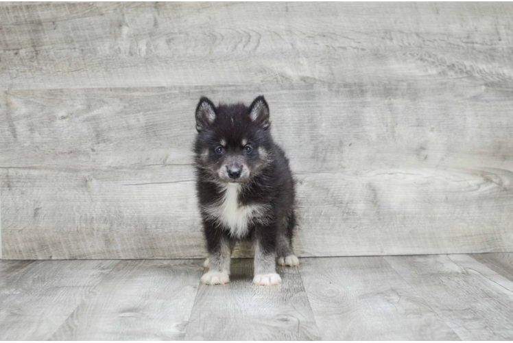 Little Mini Husky Designer Puppy