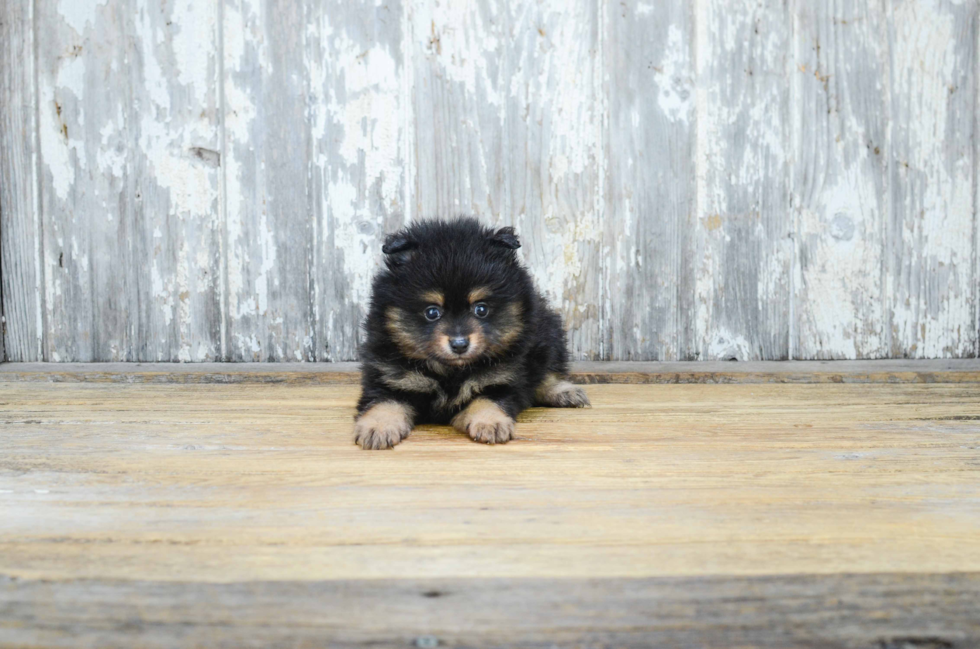 Little Pomeranian Purebred Pup