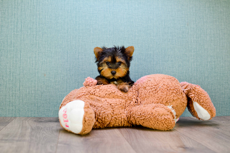 Meet Timmy - our Yorkshire Terrier Puppy Photo 