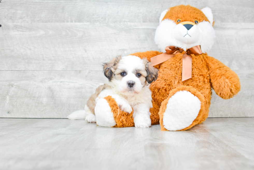 Teddy Bear Pup Being Cute