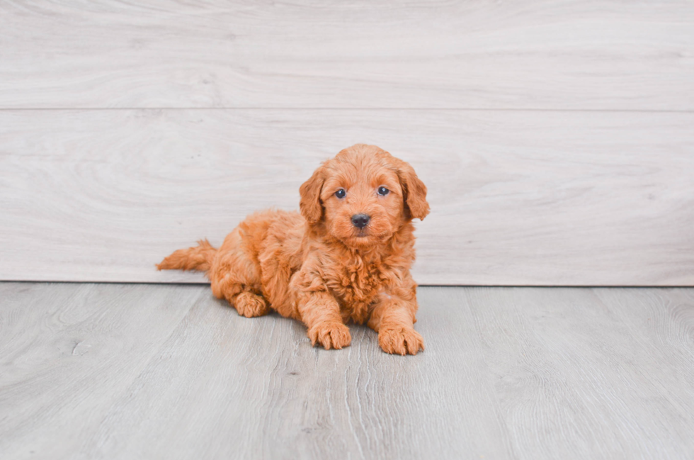 Mini Goldendoodle Pup Being Cute