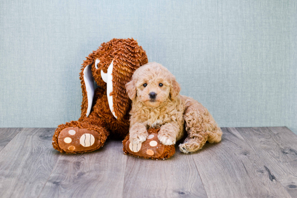 Small Mini Goldendoodle Baby