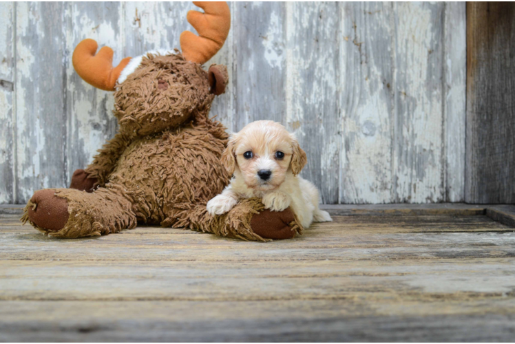 Funny Cavapoo Poodle Mix Pup