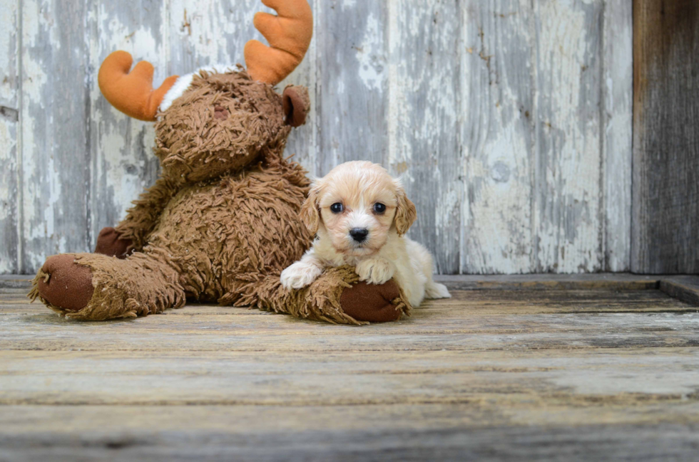 Funny Cavapoo Poodle Mix Pup