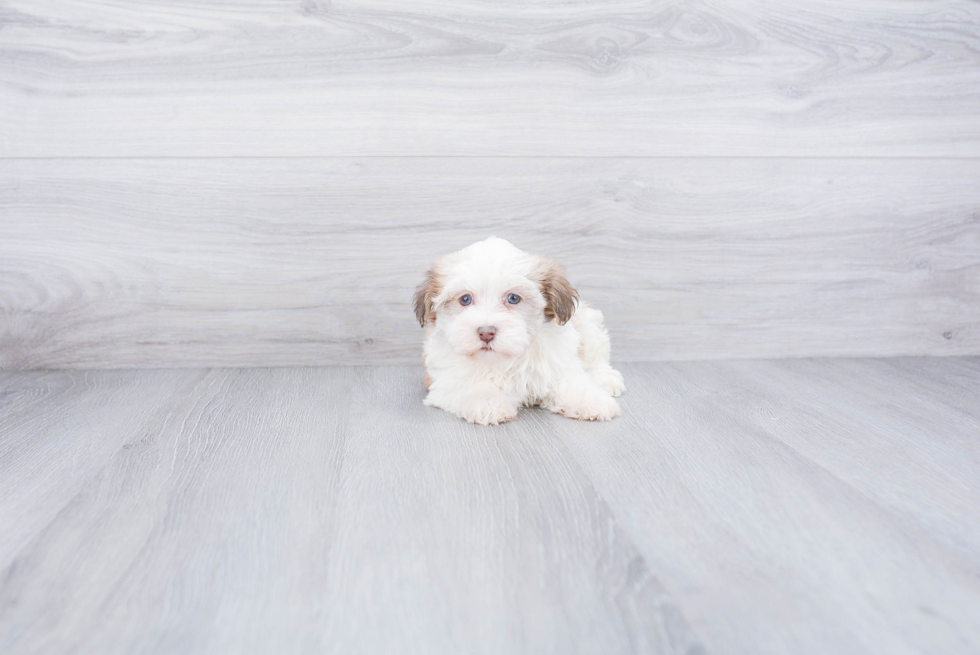 Friendly Havanese Baby