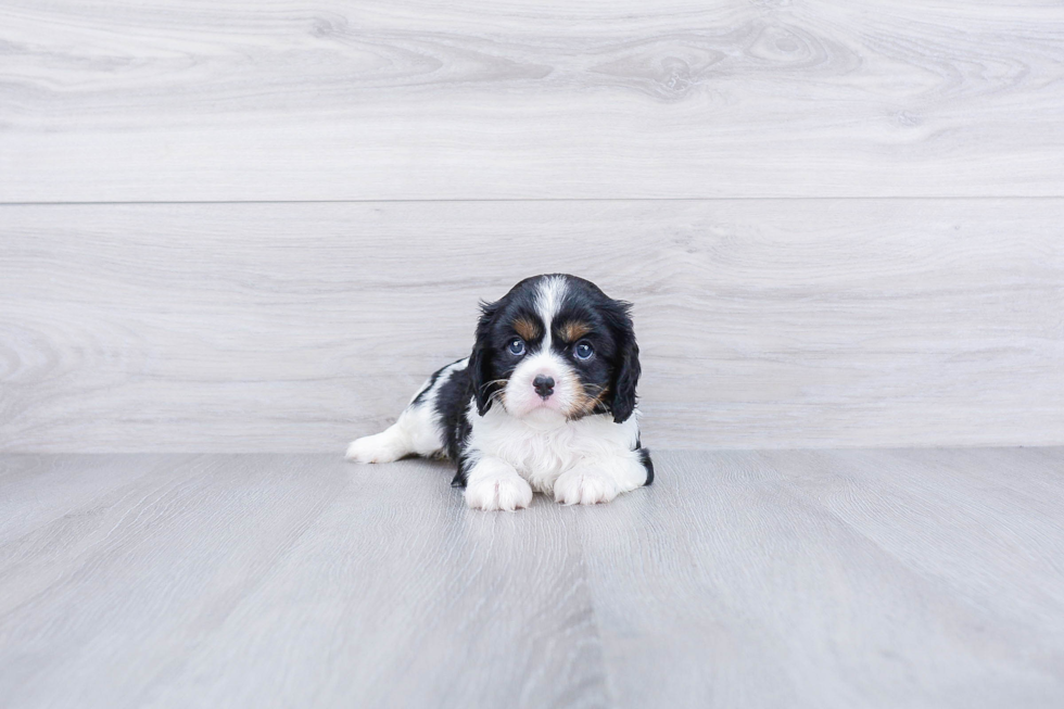 Cavalier King Charles Spaniel Puppy for Adoption