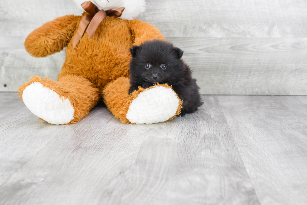 Pomeranian Puppy for Adoption