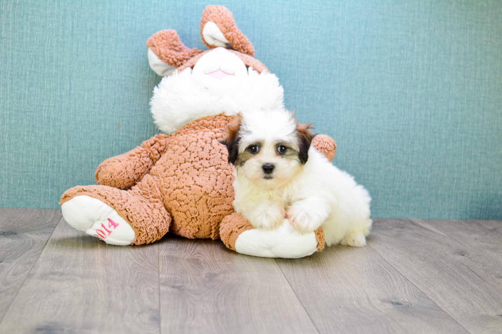 Funny Teddy Bear Designer Pup