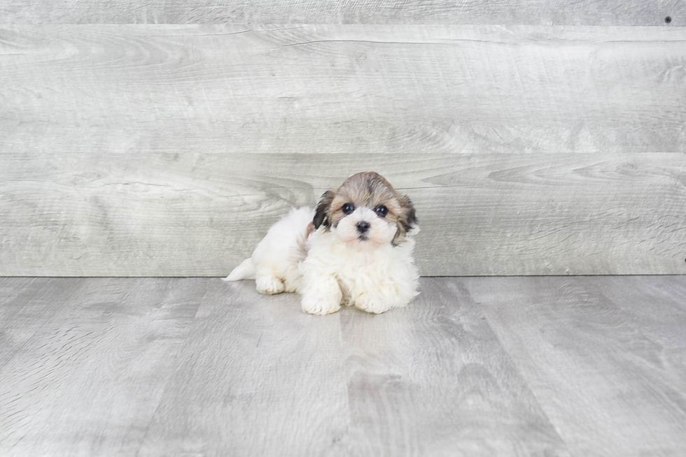 Havanese Puppy for Adoption