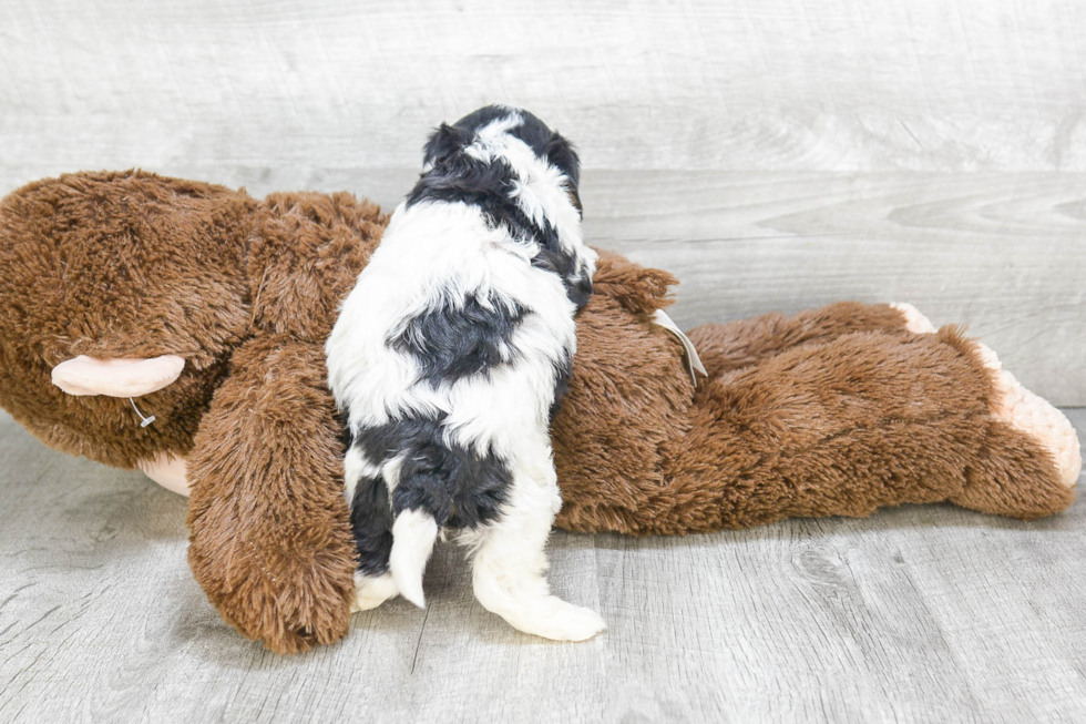 Playful Cavalier Designer Puppy