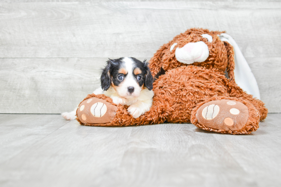 Funny Cavalier King Charles Spaniel Baby