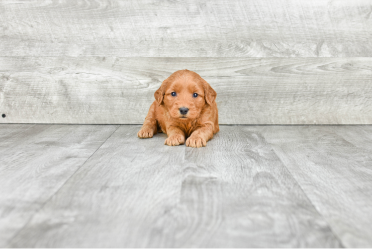 Playful Golden Retriever Poodle Mix Puppy