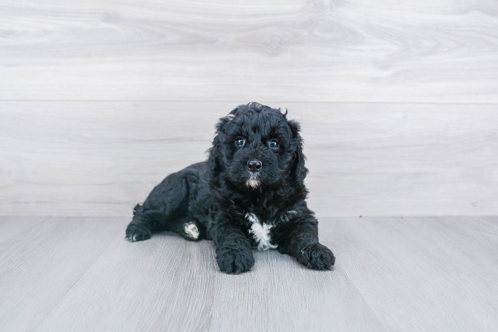Mini Bernedoodle Puppy for Adoption