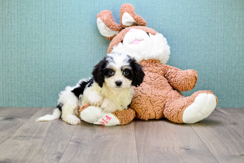Cavachon Puppy for Adoption