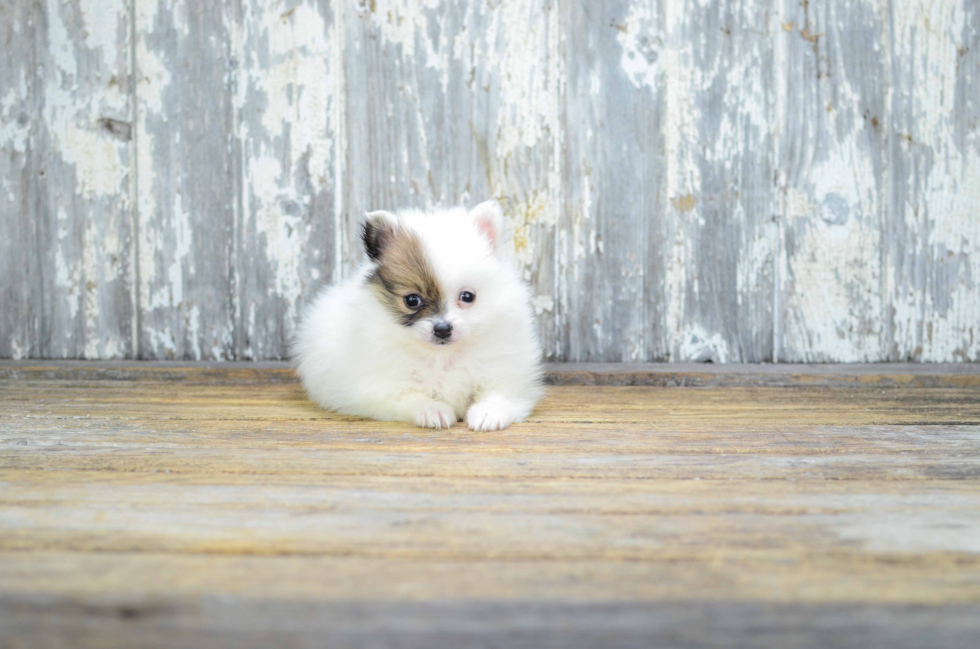 Petite Pomeranian Purebred Puppy