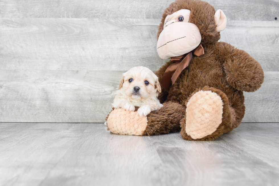 Cavachon Pup Being Cute
