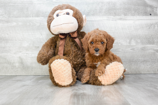 Mini Goldendoodle Puppy for Adoption