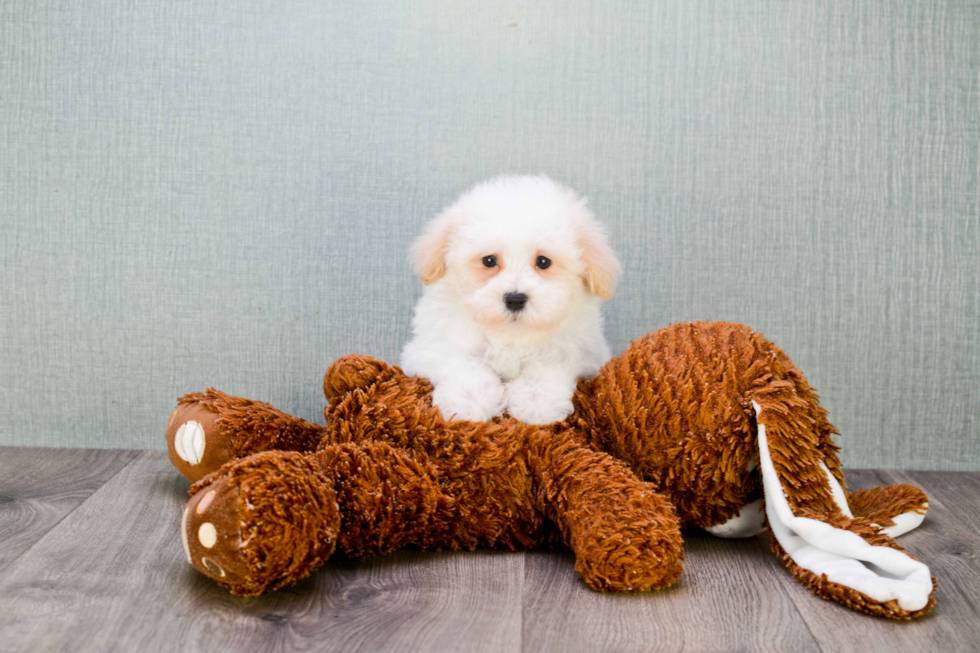 Havanese Puppy for Adoption