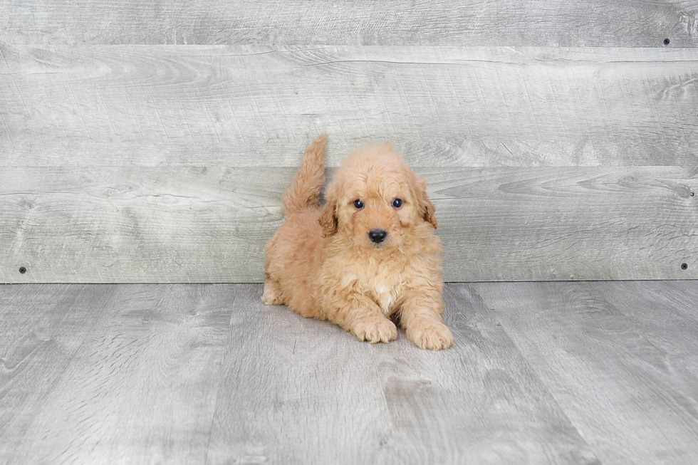 Mini Goldendoodle Puppy for Adoption