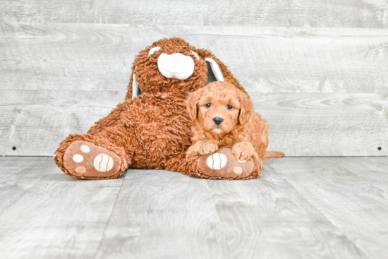 Mini Goldendoodle Pup Being Cute