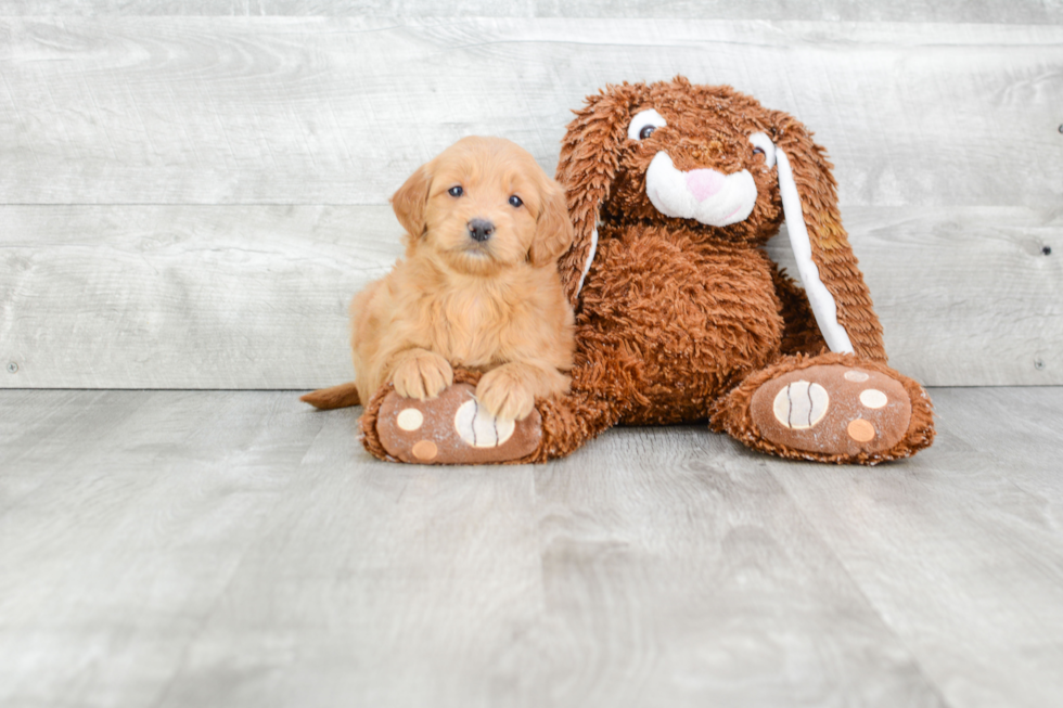 Little Golden Retriever Poodle Mix Puppy