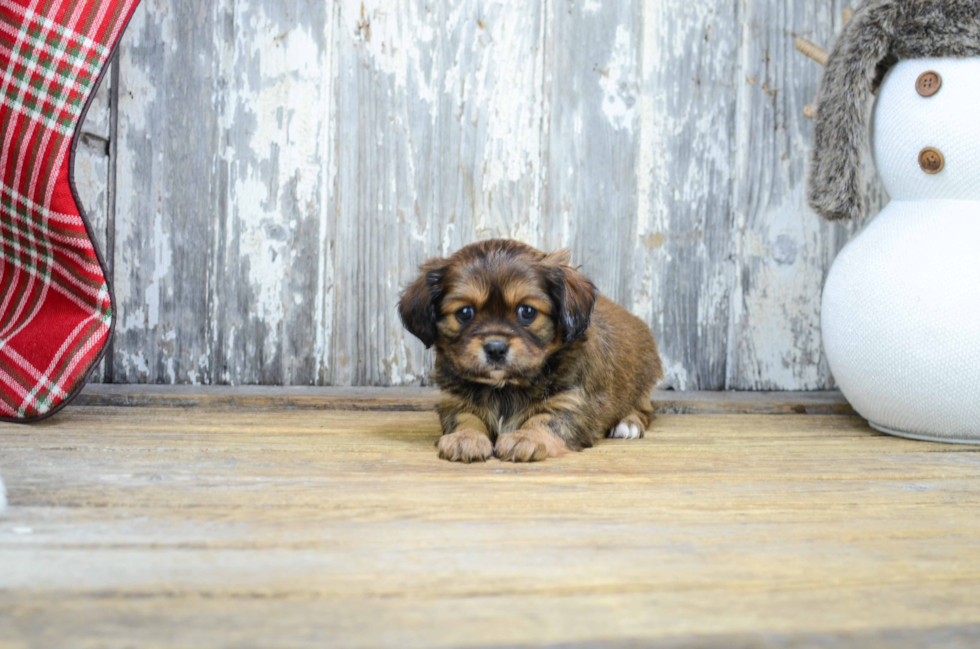 Best Shorkie Baby