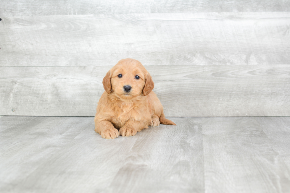 Hypoallergenic Golden Retriever Poodle Mix Puppy