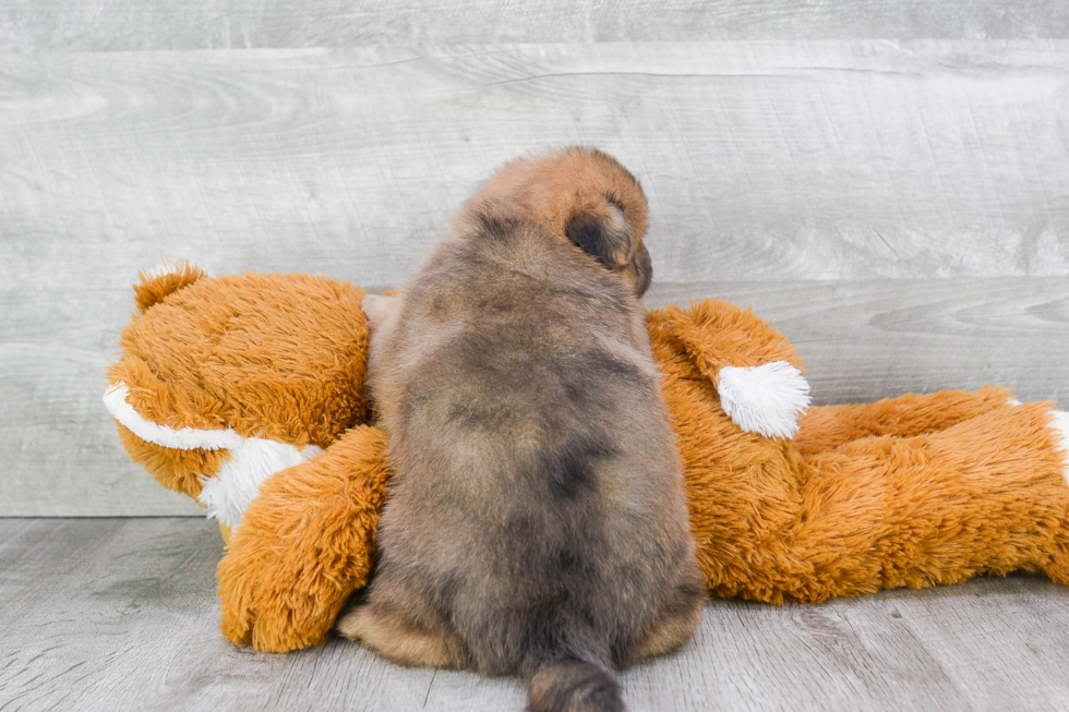 Playful Pomeranian Purebred Pup