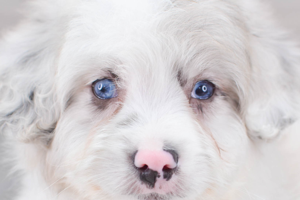 Mini Aussiedoodle Pup Being Cute