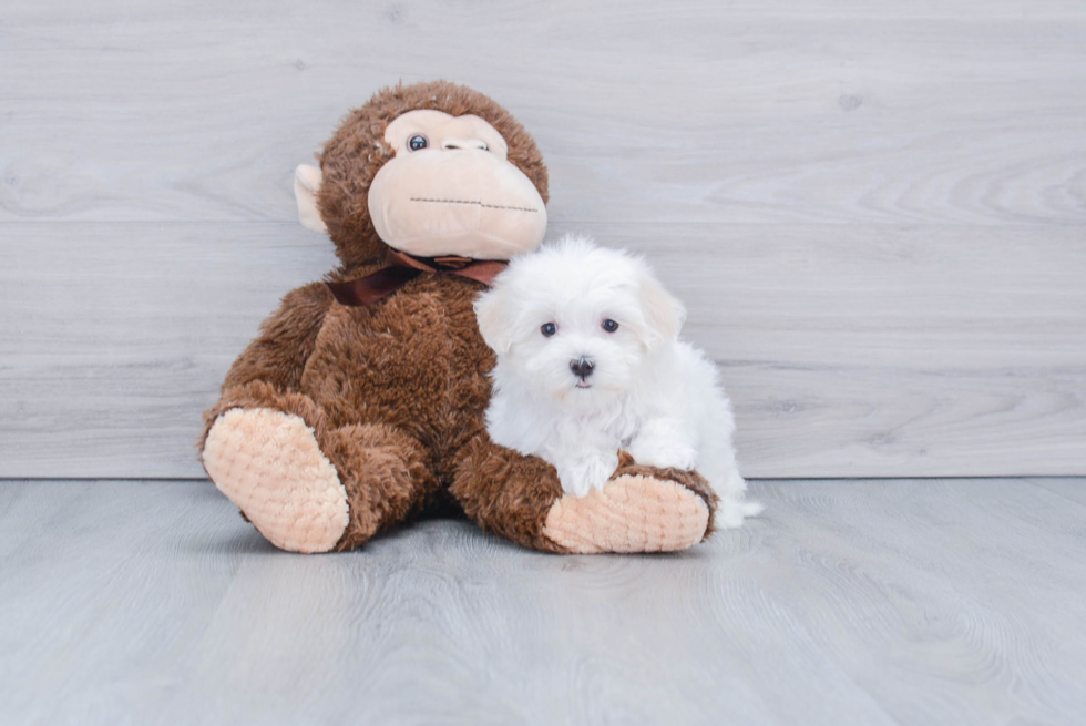 Best Maltese Baby