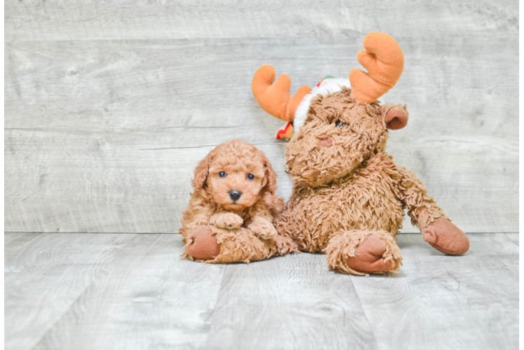 Poodle Pup Being Cute