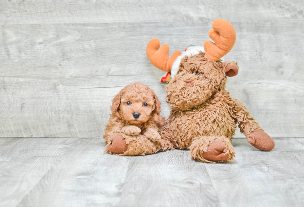 Poodle Pup Being Cute