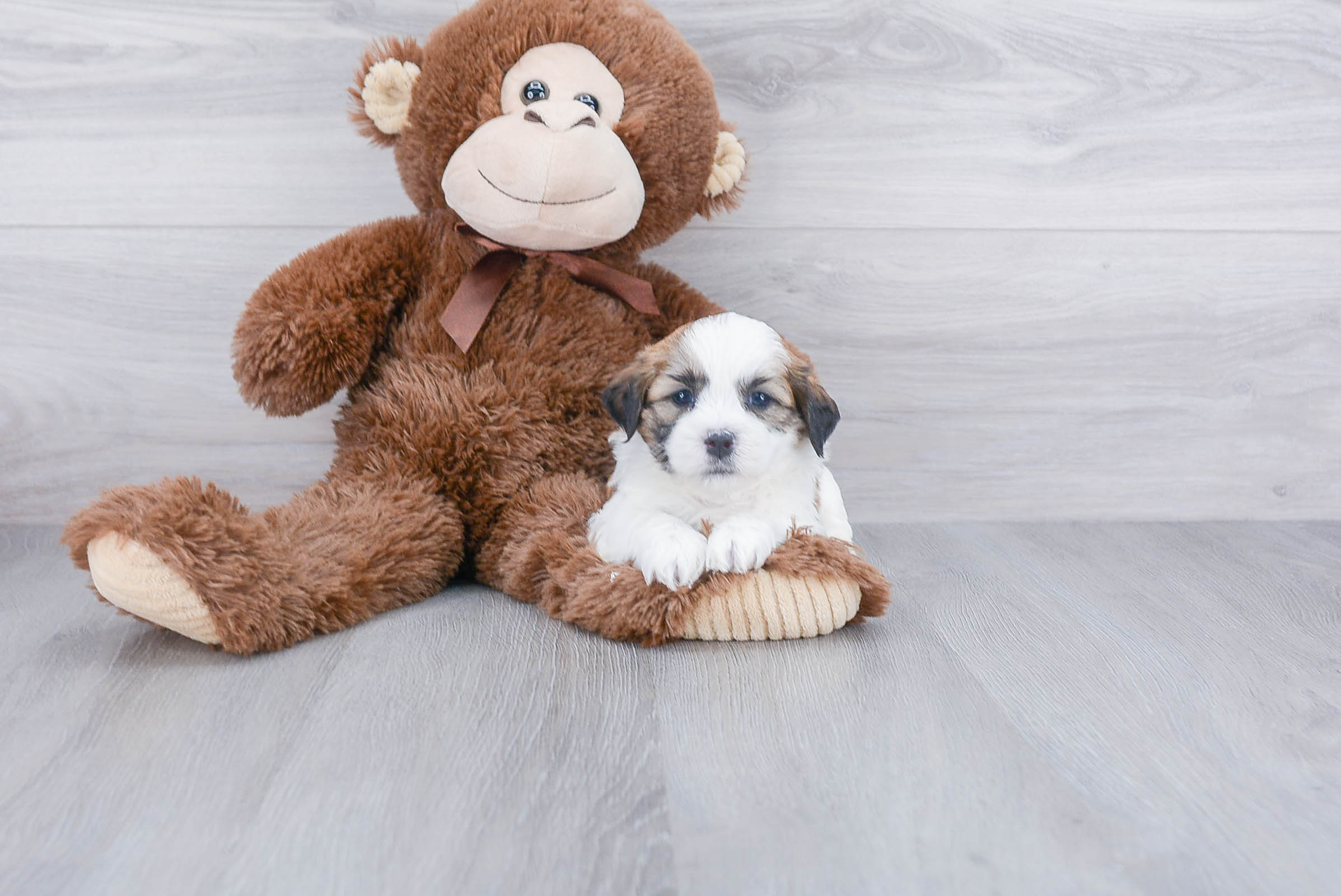Petite Teddy Bear Designer Pup